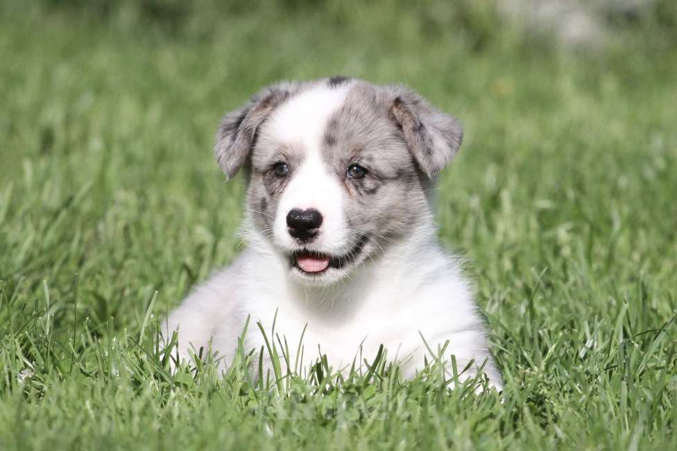 Собаки в Москве: Вельш корги кардиган Девочка, 80 000 руб. - фото 3