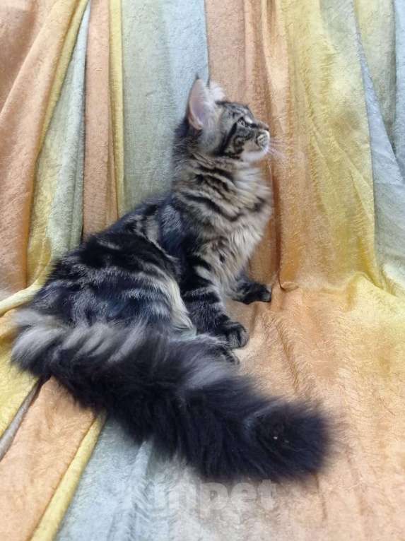 Кошки в Вичуге: Котенок мейн-кун Девочка, 15 000 руб. - фото 3