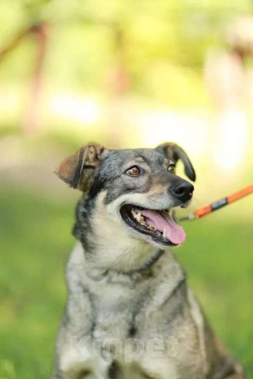 Собаки в Москве: Хильда Девочка, Бесплатно - фото 4