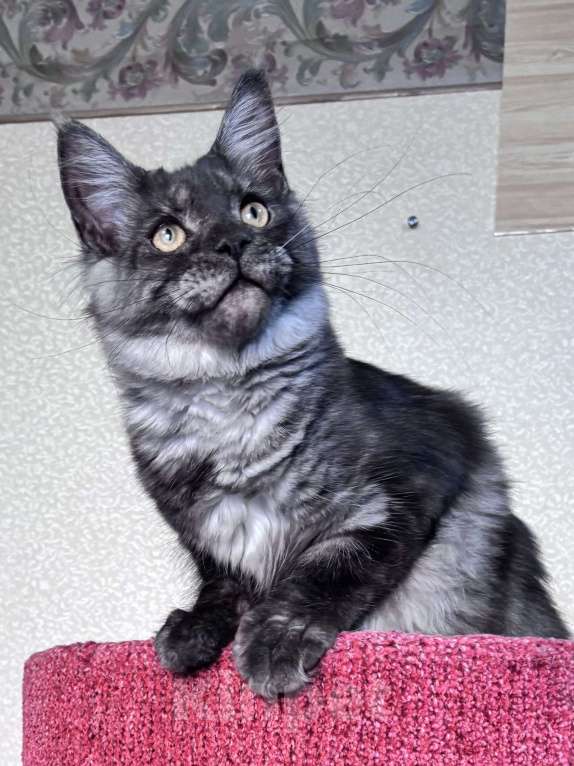 Кошки в Петергофе: Девулечка куночка Девочка, 30 000 руб. - фото 1