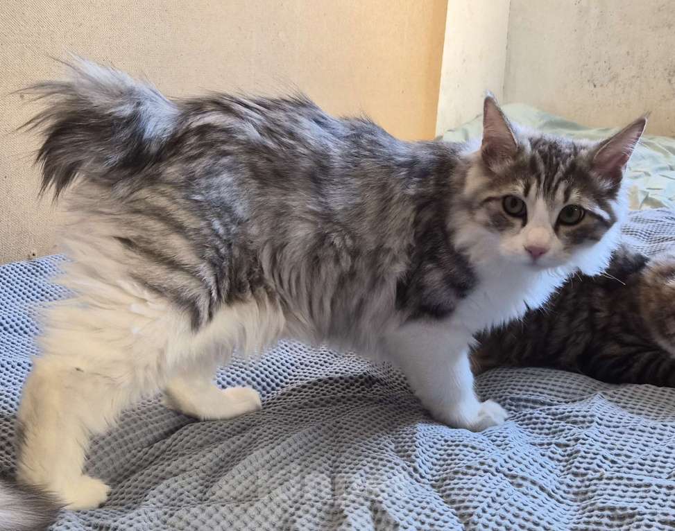 Кошки в Москве: Котёнок мальчик курильский бобтейл Мальчик, 50 000 руб. - фото 4