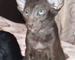 Кошки в Вологде: Ориентальный котёнок Мальчик, 50 000 руб. - фото 1