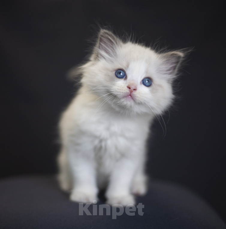 Кошки в Санкт-Петербурге: рэгдолл котенок Девочка, 110 000 руб. - фото 2