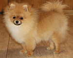 Собаки в Раменском: Мальчик шпица Царго Мальчик, 40 000 руб. - фото 2