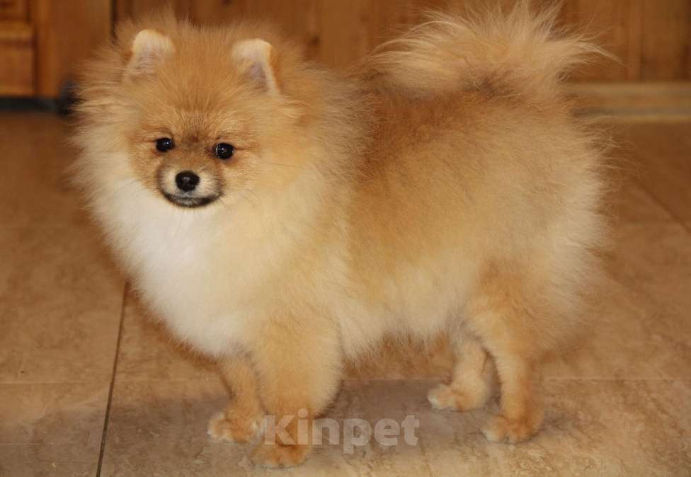 Собаки в Раменском: Мальчик шпица Царго Мальчик, 40 000 руб. - фото 2