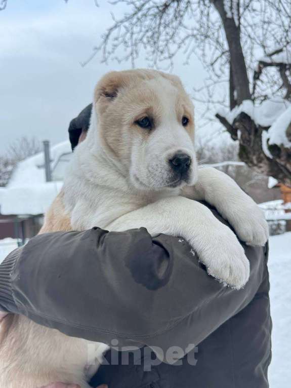 Собаки в Мытищах: Великолепные девочки среднеазиатской овчарки Девочка, 90 000 руб. - фото 2