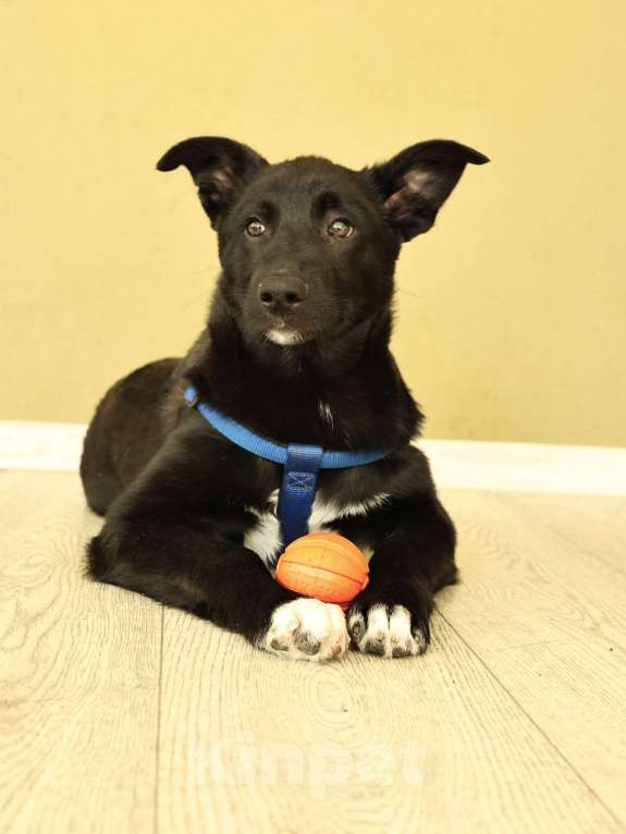 Собаки в Москве: Щенок бесплатно в Москве Мальчик, Бесплатно - фото 7