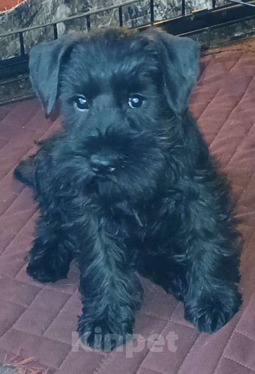 Собаки в Санкт-Петербурге: Продается девочка Девочка, 60 000 руб. - фото 1