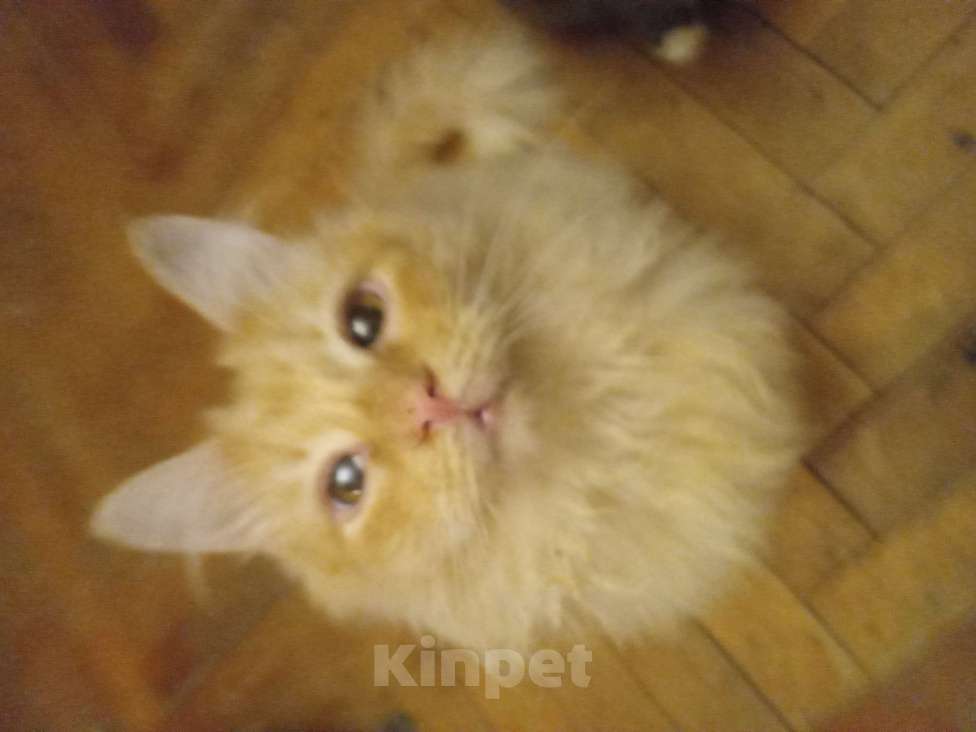 Кошки в Москве: Сибирский котик редкого окраса красное серебро Мальчик, Бесплатно - фото 6