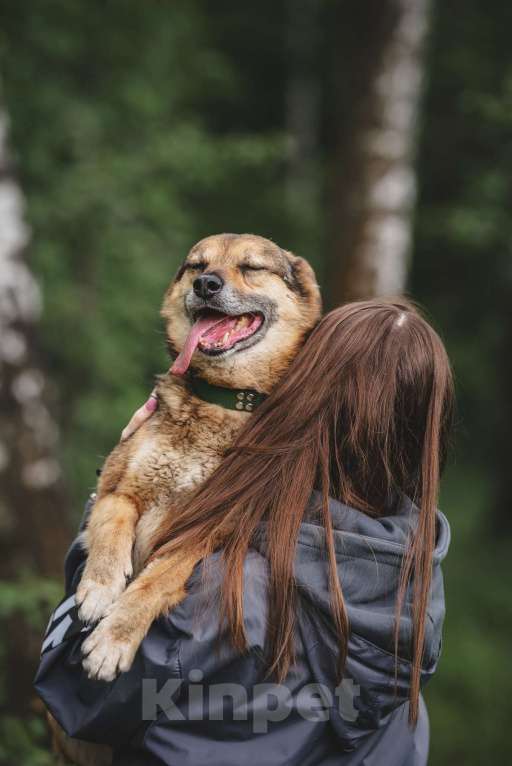 Собаки в Москве: Шебутной Жорик готов стать вашим лучшим другом! Мальчик, Бесплатно - фото 5