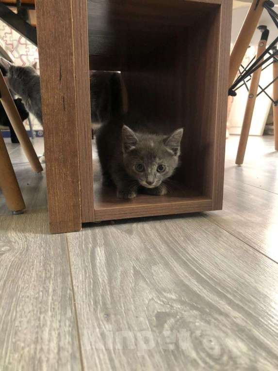 Кошки в Чите: Отдам кошечку в добрые руки.  Девочка, Бесплатно - фото 2