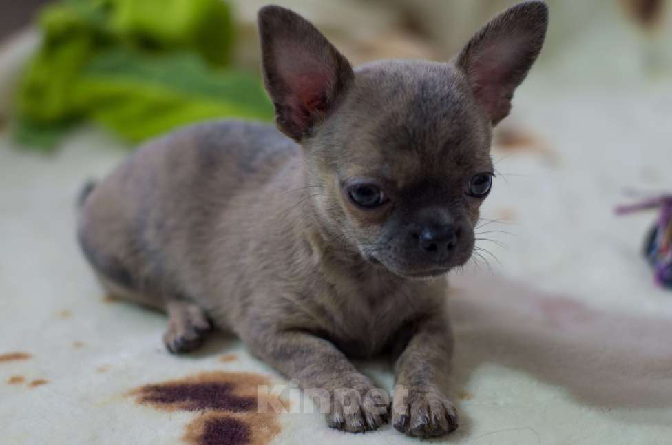 Собаки в Москве: Мальчик чихуахуа  Мальчик, 35 000 руб. - фото 2