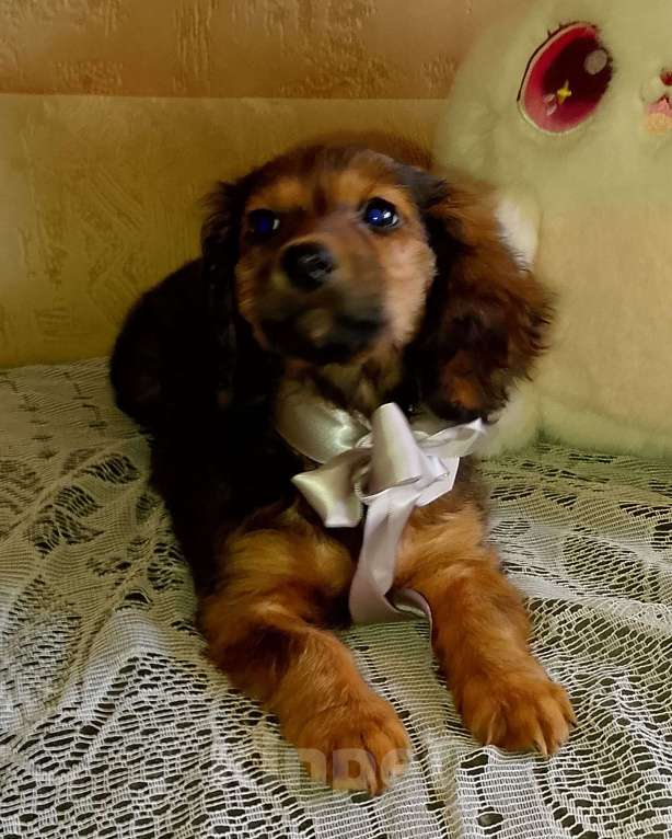 Собаки в Екатеринбурге: Милашки Девочка, 35 000 руб. - фото 1