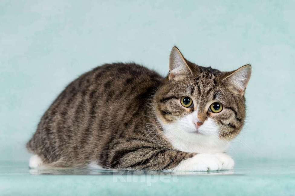 Кошки в Москве: Котики Тоша и Таша в добрые руки Мальчик, Бесплатно - фото 3