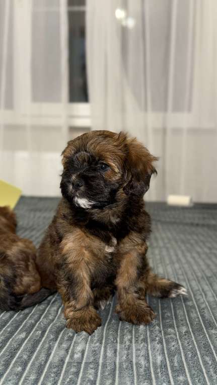 Собаки в других городах Воронежской области: Щенки мальтипу Мальчик, Бесплатно - фото 1