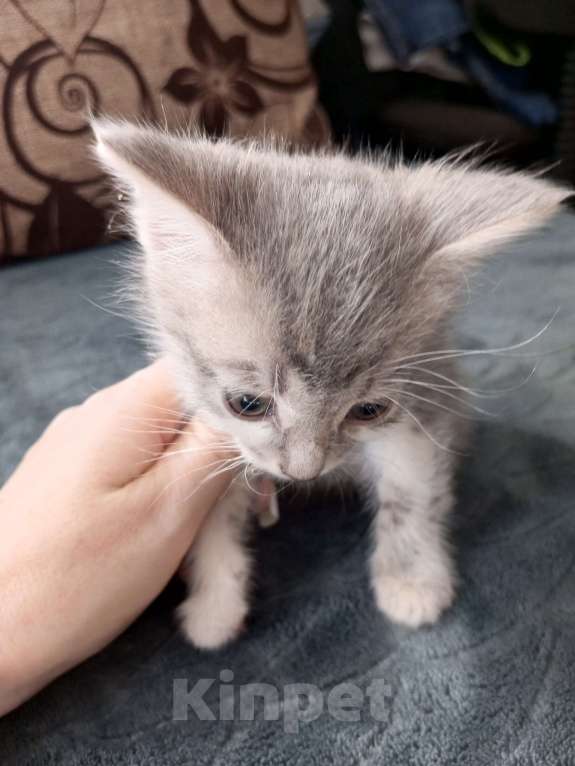 Кошки в Городце: Отдам в добрые руки Мальчик, Бесплатно - фото 2