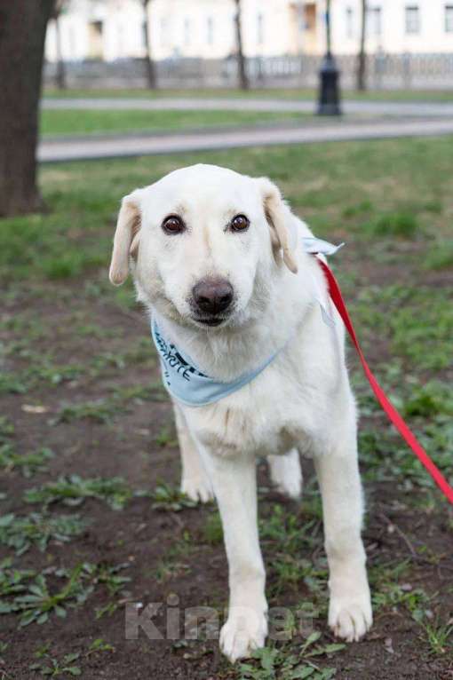 Собаки в Москве: Белый, метис лабрадора в дар Мальчик, Бесплатно - фото 3