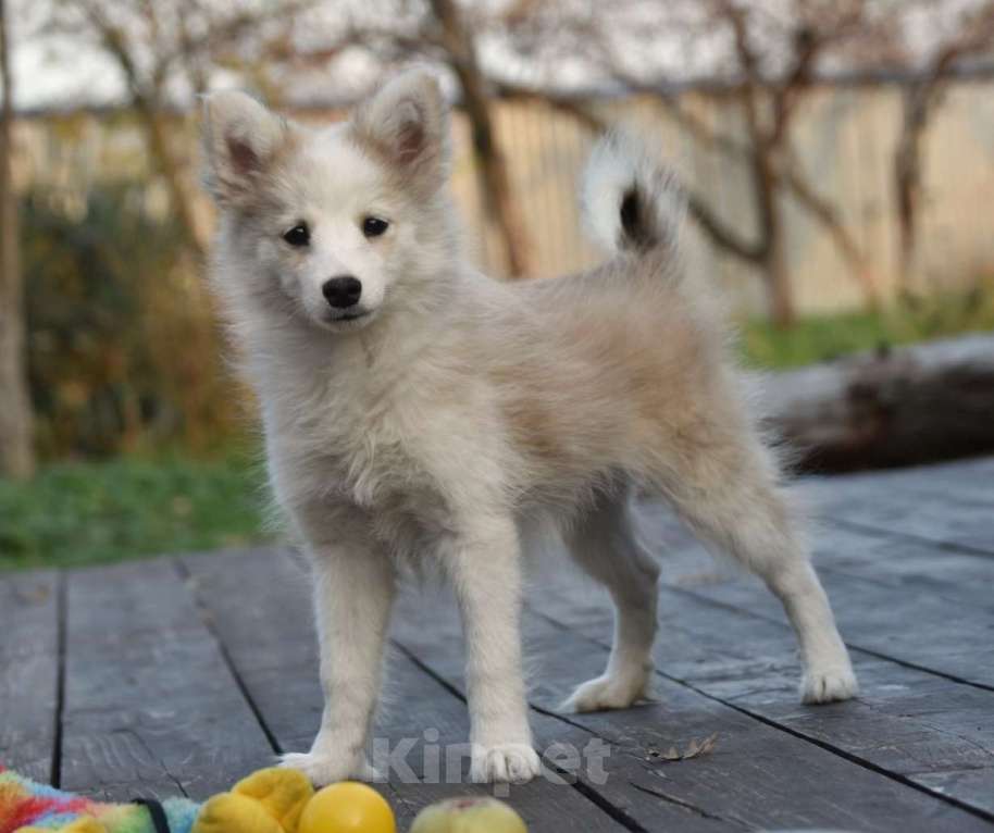 Собаки в Москве: Ненецкая оленегонная лайка, сука Дежавю. Девочка, 60 000 руб. - фото 2