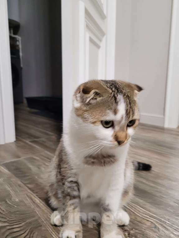 Кошки в Каспийске: Котик (8 месяцев) Мальчик, Бесплатно - фото 1