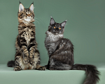 Кошки в Видном: Котята мейн-куны - Чудо с кисточками! Разнополые, 50 000 руб. - фото 6