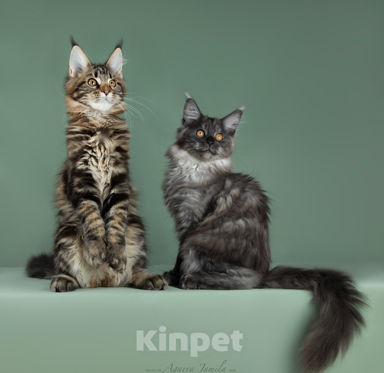 Кошки в Видном: Котята мейн-куны - Чудо с кисточками! Разнополые, 50 000 руб. - фото 6