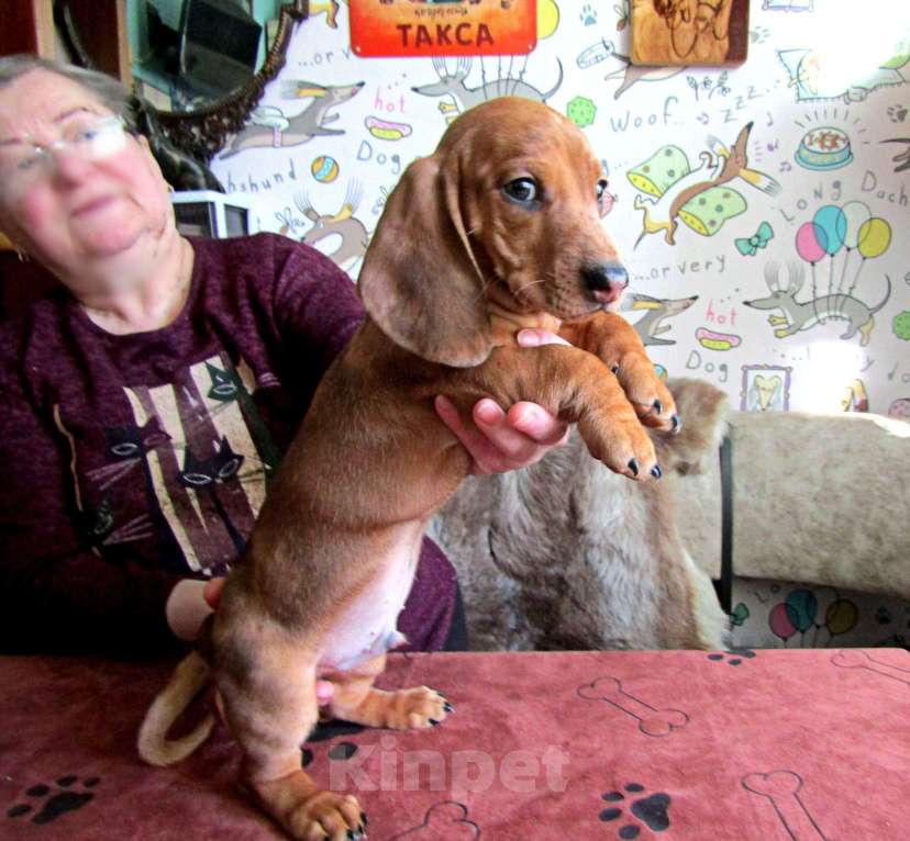 Собаки в Подольске: Щенок таксы стандартной Мальчик, 40 000 руб. - фото 2