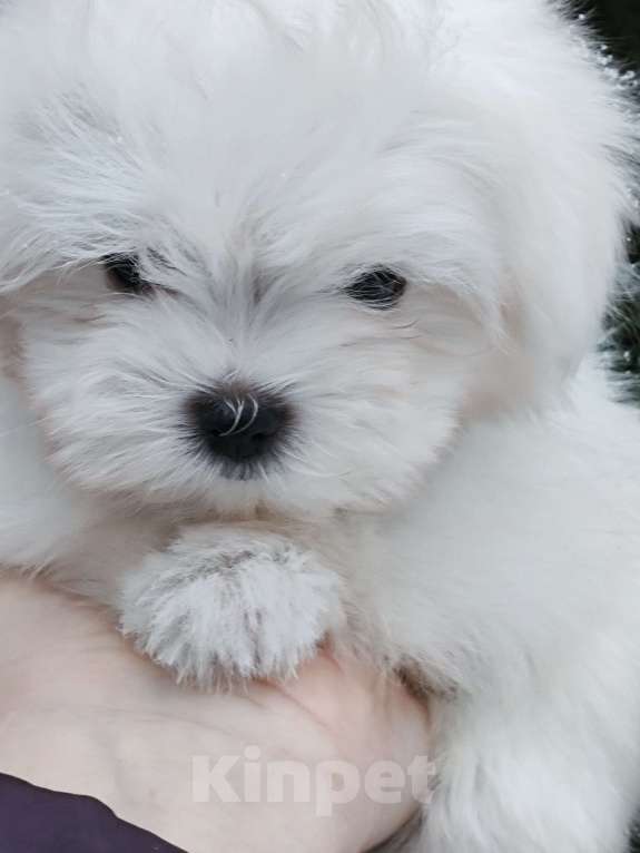 Собаки в Москве: Мальчик Мальчик, Бесплатно - фото 1