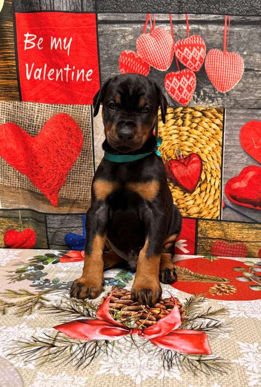 Собаки в Белгороде: Породные щенки добермана Девочка, 90 000 руб. - фото 1