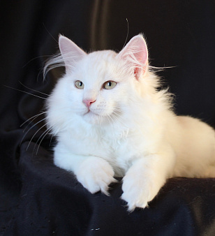 Сибирский котёнок