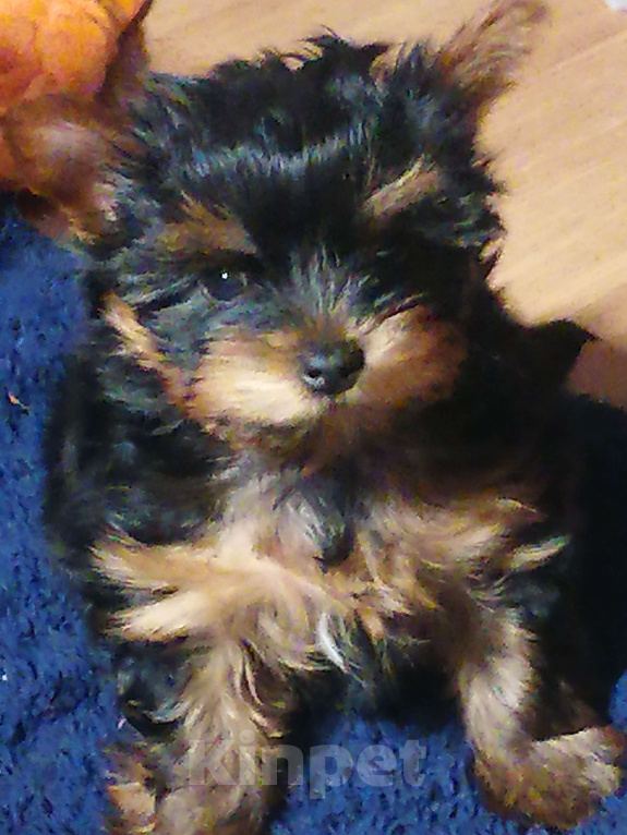 Собаки в Москве: Щенки йоркширского терьера мини девочка Девочка, 50 000 руб. - фото 2