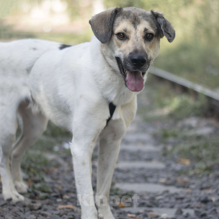 Собаки в Москве: Фог Мальчик, Бесплатно - фото 3