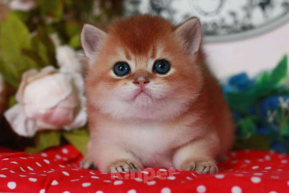 Кошки в Москве: Золотой котик Мальчик, 25 000 руб. - фото 2