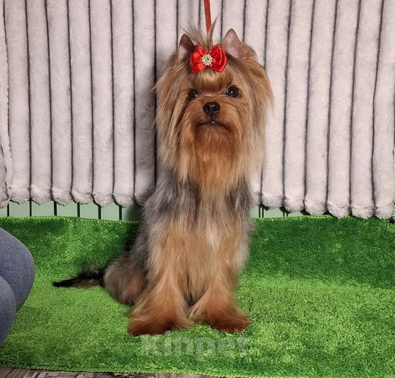 Собаки в Москве: Йорк мальчик Мальчик, Бесплатно - фото 4