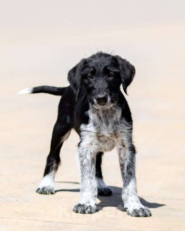 Собаки в Москве: Щеночки ищут дом. Девочка, Бесплатно - фото 1