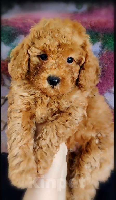 Собаки в Воронеже: Мальчик-пудель Мальчик, 30 000 руб. - фото 3