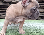 Собаки в Шахте: Щенки французского бульдога Девочка, 30 000 руб. - фото 2