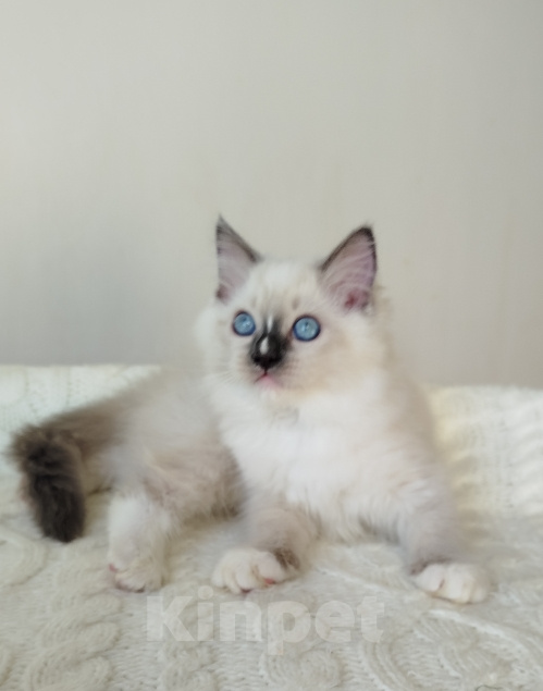 Кошки в Москве: Котенок кошечка рэгдолл Девочка, 60 000 руб. - фото 2