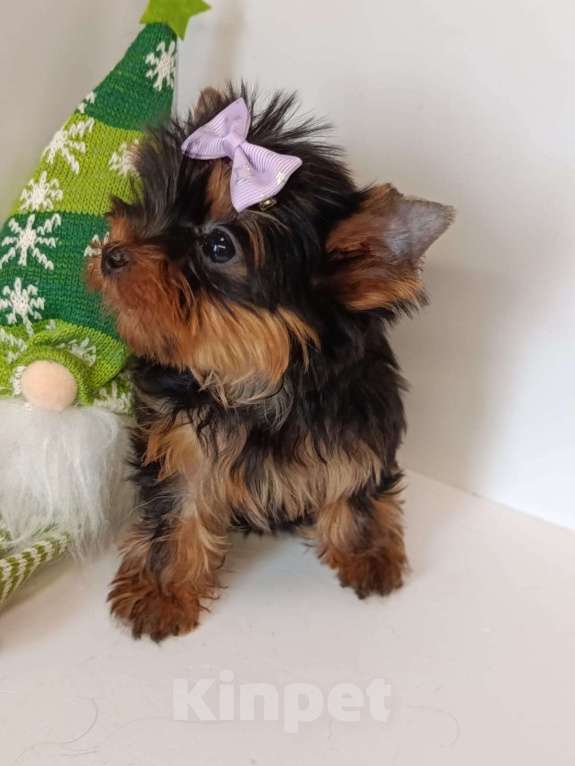 Собаки в других городах Московской области: Крошка Эля Девочка, 95 000 руб. - фото 2