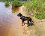 Собаки в Екатеринбурге: Вязка с питбулем, 2 000 руб. - фото 1