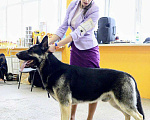 Собаки в Москве: Кобель ВЕО вязка Мальчик, 35 000 руб. - фото 4