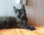 Кошки в Барыше: Котики из питомника, 15 000 руб. - фото 7