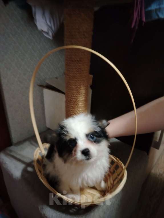 Собаки в Ярославле: Щенки чихуахуа  Девочка, 15 000 руб. - фото 2