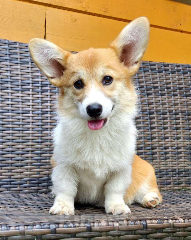 Собаки в Сергиеве Посаде: Вельш Корги Пемброк девочка  Девочка, 50 000 руб. - фото 2