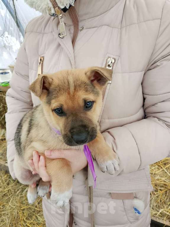 Собаки в других городах Московской области: Щенки ищут дом. Мальчик, 500 руб. - фото 2
