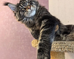 Кошки в Санкт-Петербурге: Котенок Мейн Кун мальчик Мальчик, 80 000 руб. - фото 5