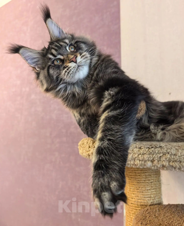 Кошки в Санкт-Петербурге: Котенок Мейн Кун мальчик Мальчик, 80 000 руб. - фото 5