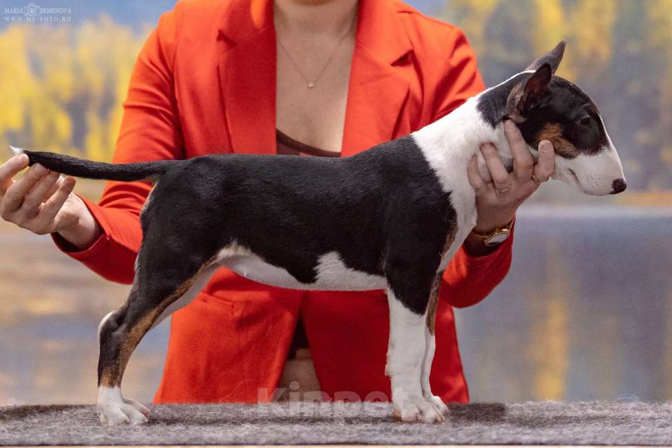 Собаки в Москве: Миниатюрный бультерьер Девочка, Бесплатно - фото 1