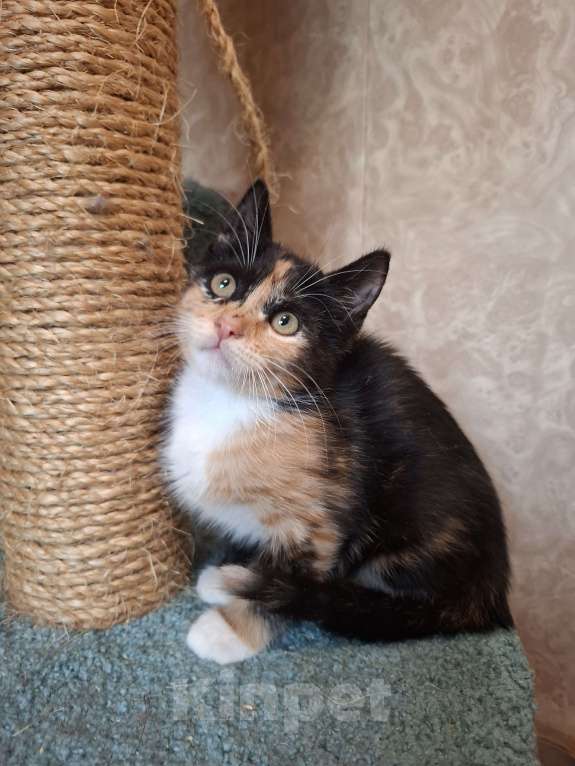 Кошки в Москве: Котёнок трехцветный в добрые руки  Девочка, Бесплатно - фото 5