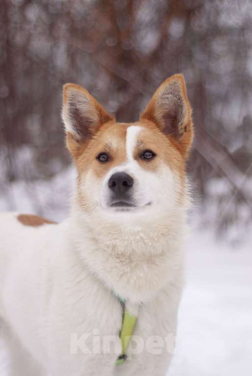 Собаки в Москве: Смышленный и ласковый Дэйв в поисках дома Мальчик, Бесплатно - фото 6