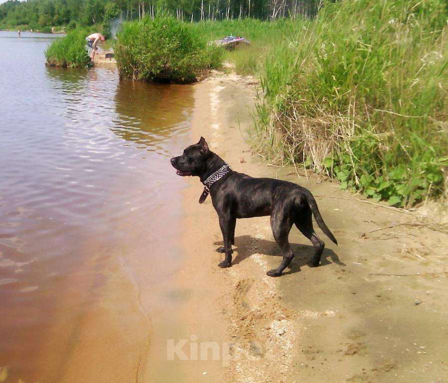 Собаки в Екатеринбурге: Вязка с питбулем, 2 000 руб. - фото 1
